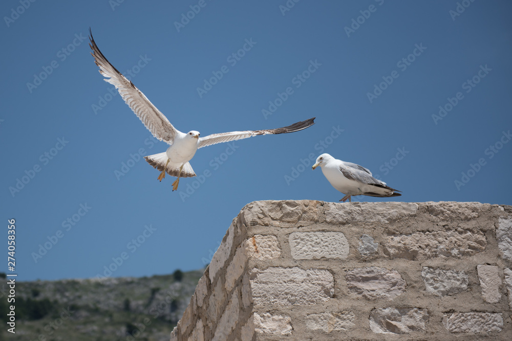 Seagull fly and rest on rock wall Seagull fly and rest on rock wall