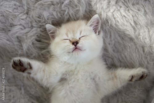 cute sleeping kitten on a fur litter