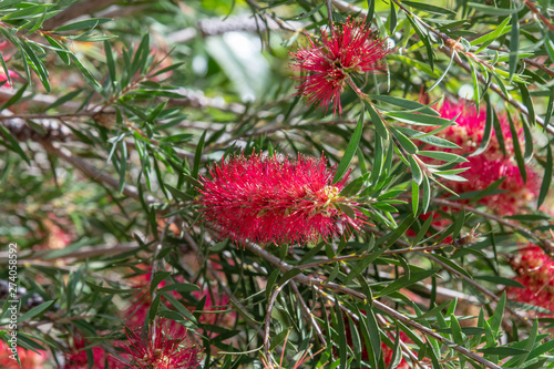The Red bottle-brush tree - is a Callistemon