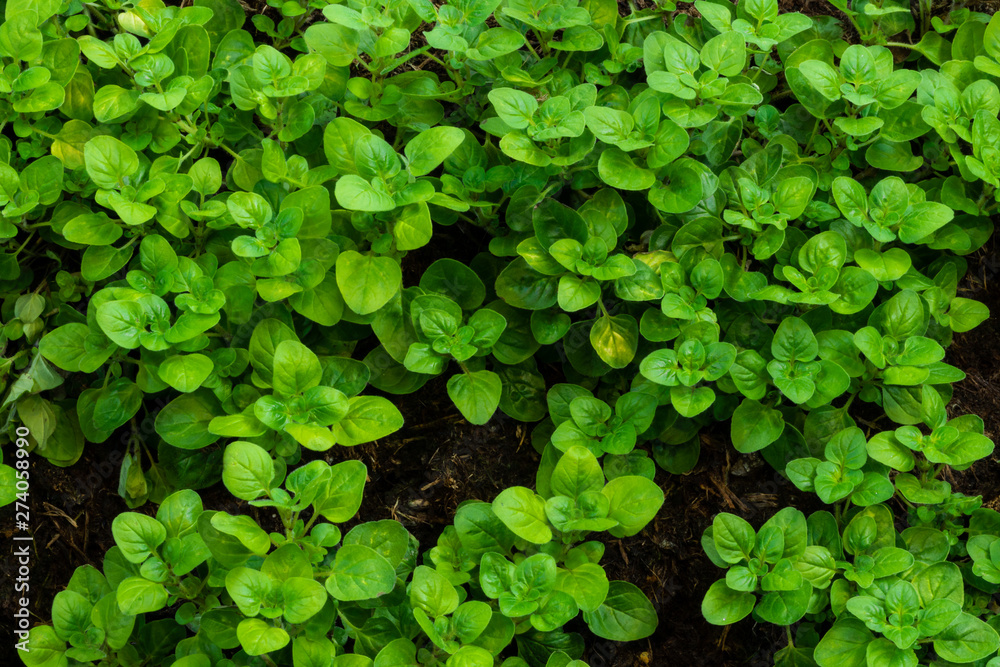 Griechischer Oregano Griechischer Oregano