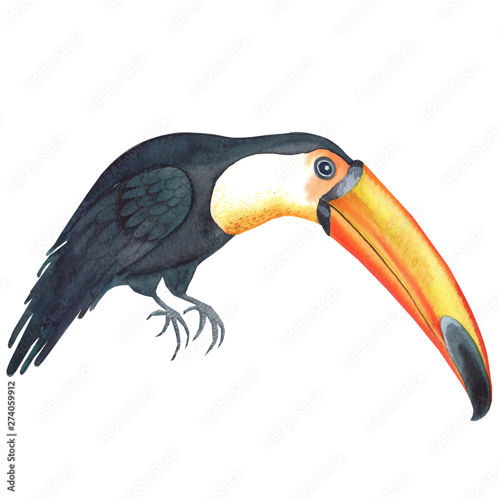 Obraz premium Illustration with toucan. Hand painted in watercolor. Perfect for design, patterns, greeting cards, posters, website, DIY and other projects.