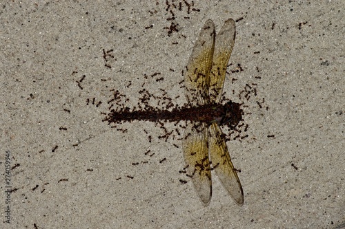 Tiny red ants swarming across the dead body of a Dragonfly  slowly picking it apart and taking it back to their colony.