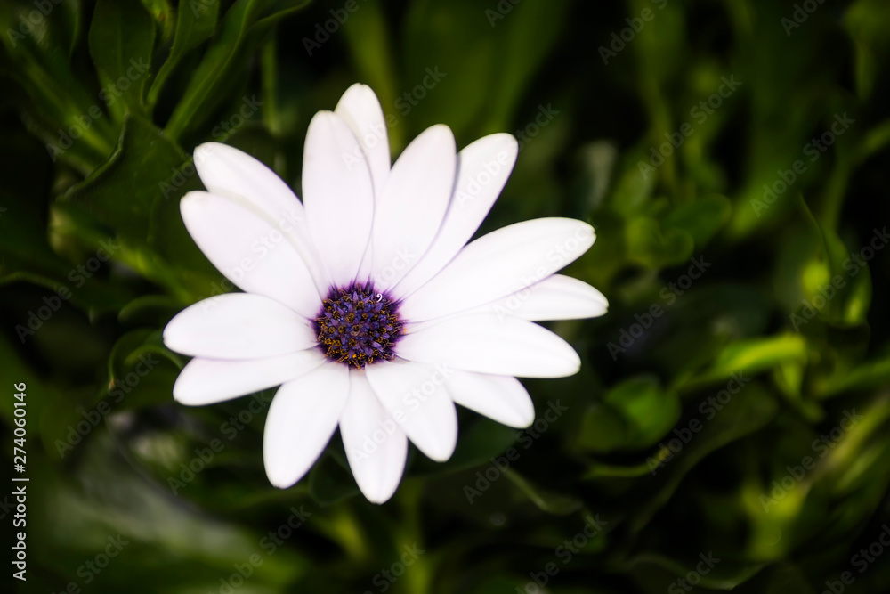 Blüte eines Kapkörbchen auch Bornholmmargerite (Osteospermum ecklonis) isoliert Blüte eines Kapkörbchen auch Bornholmmargerite (Osteospermum ecklonis) isoliert