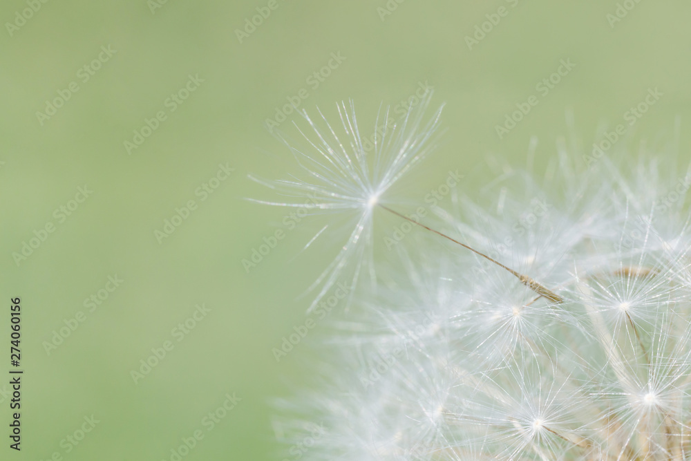 Fototapeta premium close up of dandelion seed on head of flower