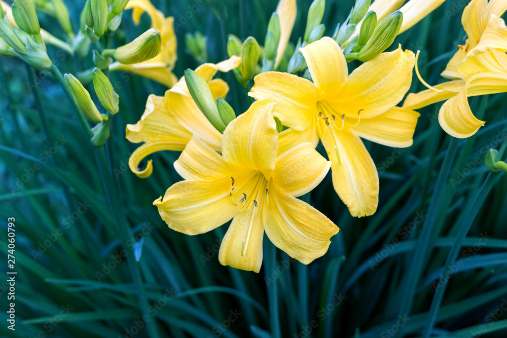 Obraz premium blooming yellow lily flower bushes in garden 