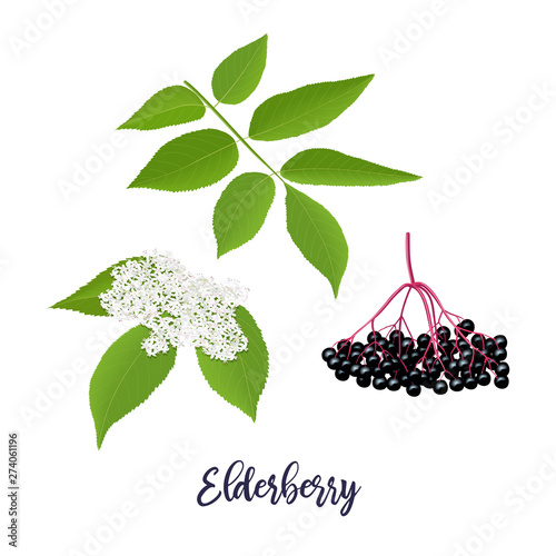 Elderberry with twig, berries, leaves, flowers. Sambucus nigra. black elder plant, European elder, European elderberry