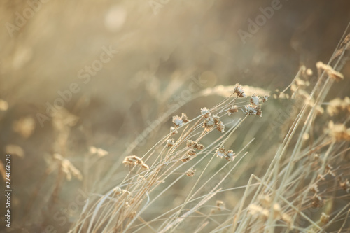 autumn mood, natural blurred background, dry grass photo