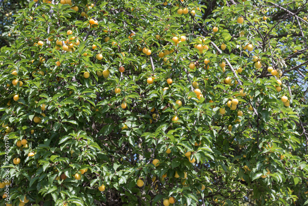 Wild or sweet Cherry (Prunus avium) tree or gean with green fruits and leaves on the windy sunny day in the nature Wild or sweet Cherry (Prunus avium) tree or gean with green fruits and leaves on the windy sunny day in the nature