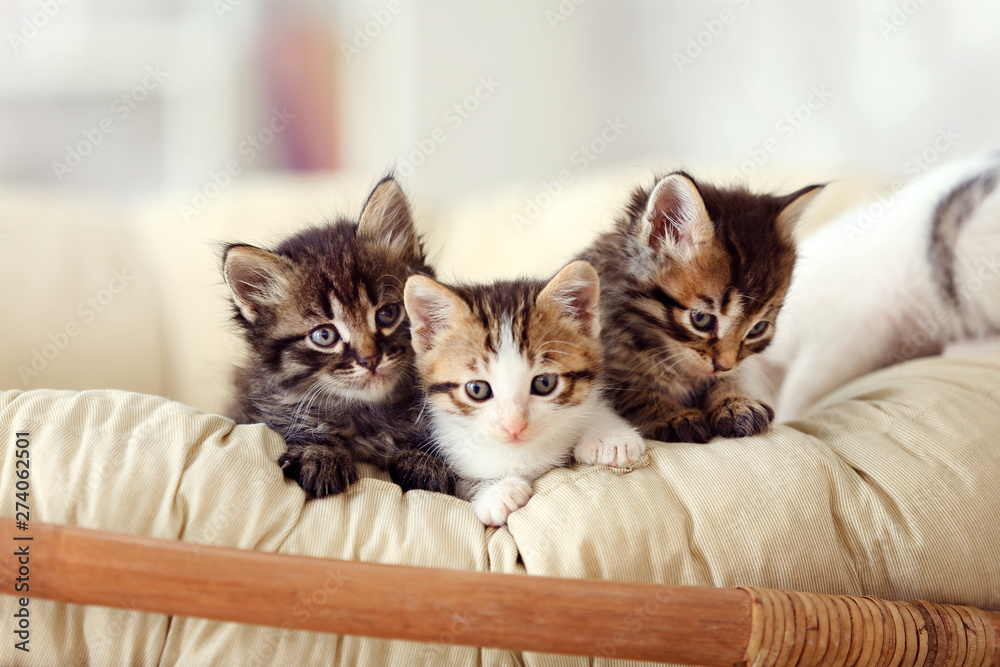 Cute funny kittens at home Stock Photo | Adobe Stock