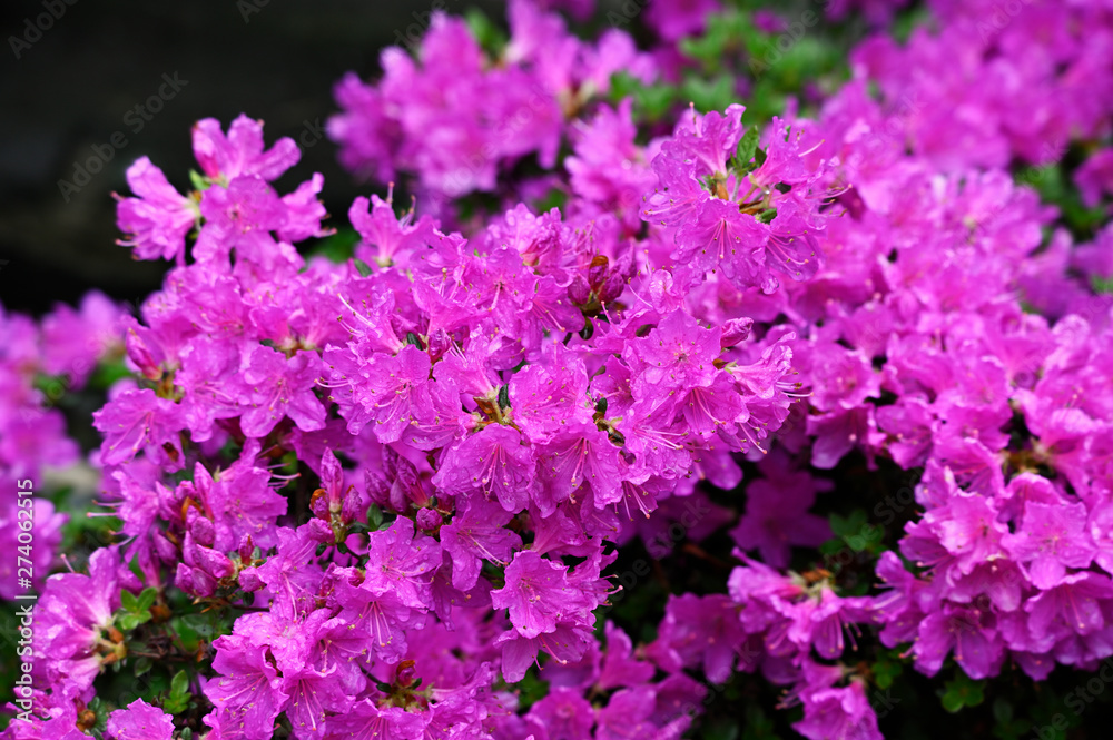 Purple rhododendron flower and green leaves in nature. Purple rhododendron flower and green leaves in nature.