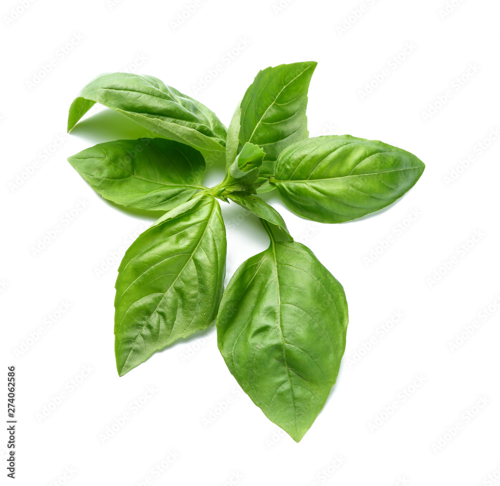 Fototapeta premium Fresh basil leaves on white background