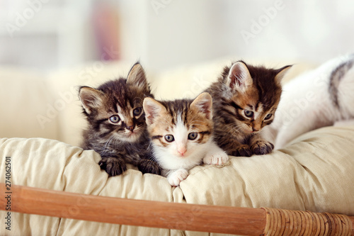 Tableau sur toile Cute funny kittens at home