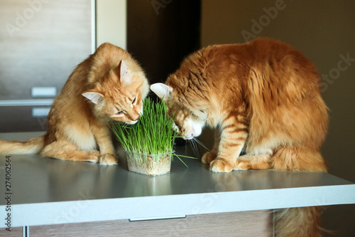 Canvas Print cats eat grass. breed Norwegian Forest Cat