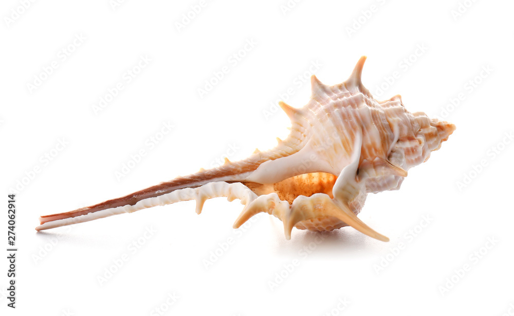 Beautiful sea shell on white background Beautiful sea shell on white background