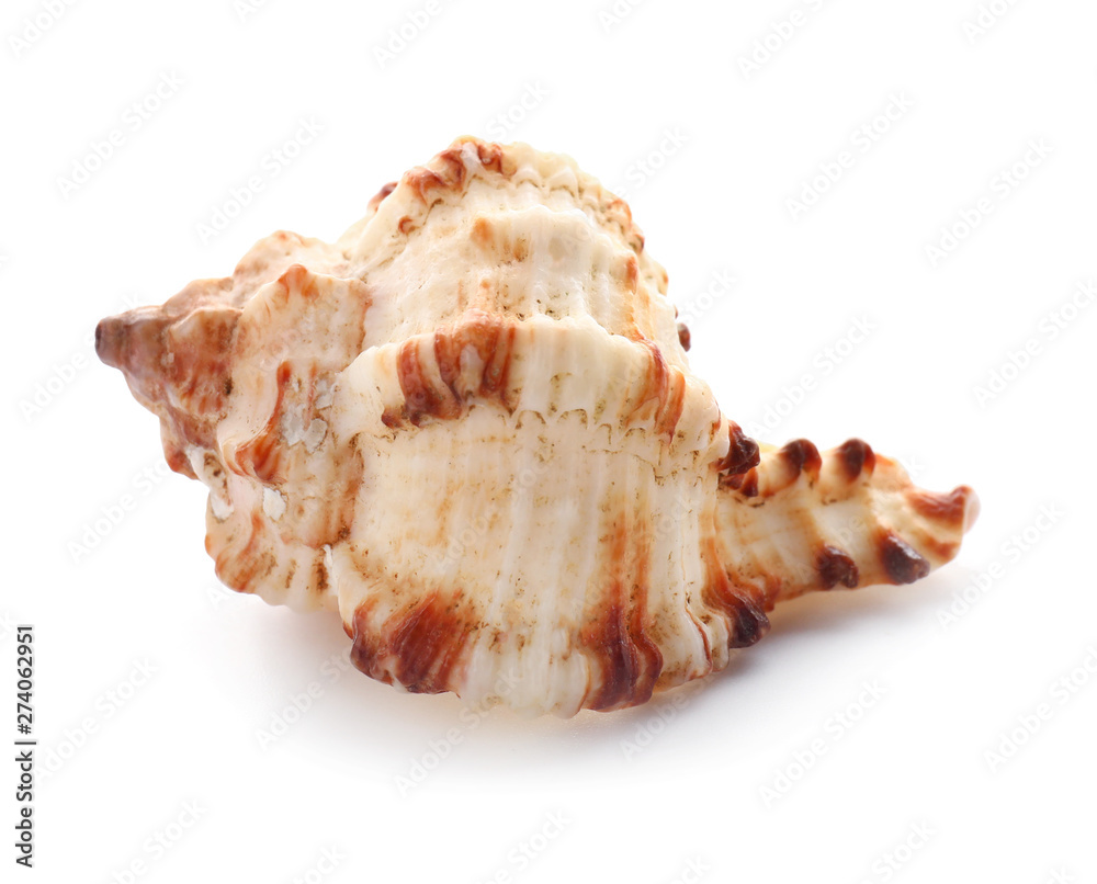 Beautiful sea shell on white background