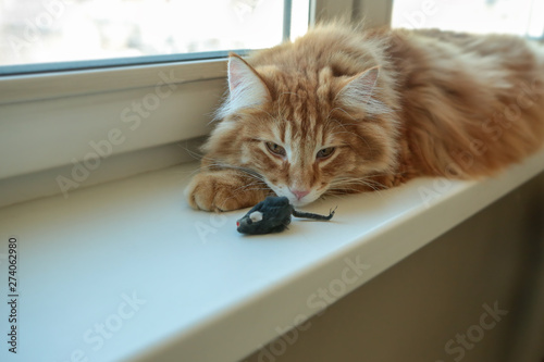 Photography Red Norwegian Forest Cat plays with a toy mouse