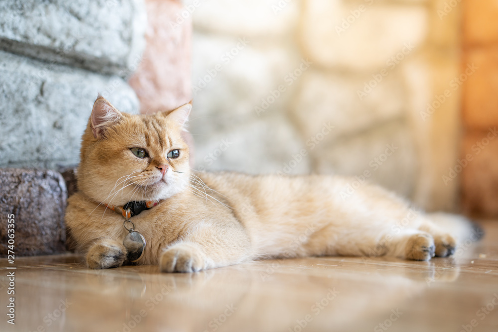 A brown cat sits happily on the floor in the room.soft focus. A brown cat sits happily on the floor in the room.soft focus.