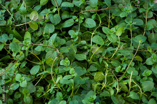 Wallpaper Mural Mandarinenminze Torontodigital.ca