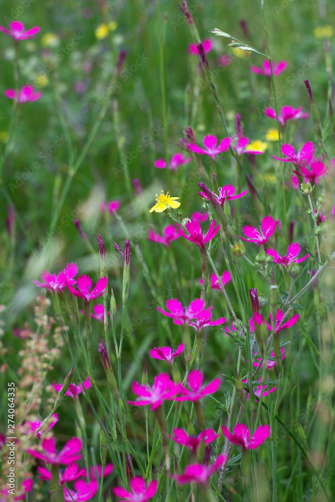 flowers in the garden