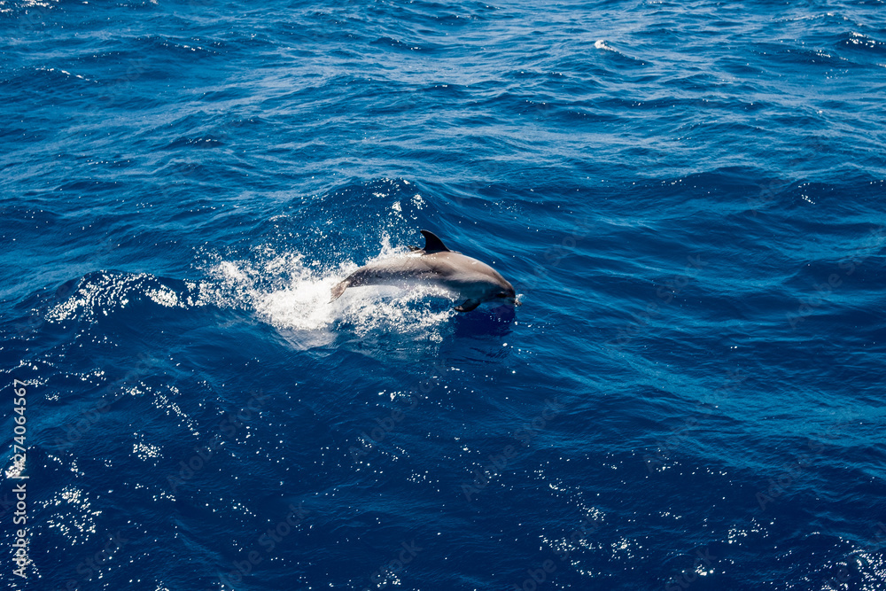 single grey dolphin jumping on waves in deep blue waters of atlantic ocean off the coast of Gran Canaria island in spain