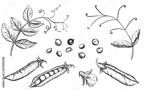 Detailed hand drawn ink black and white illustration set of pea pods and peas, flowers. sketch. Vector eps 8