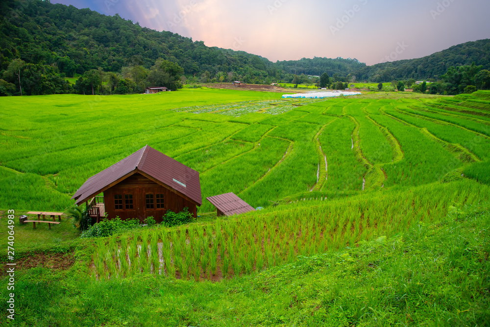 Rice field terraces at Mae Klang Luang, Homestay Chiangmai, Thailand.