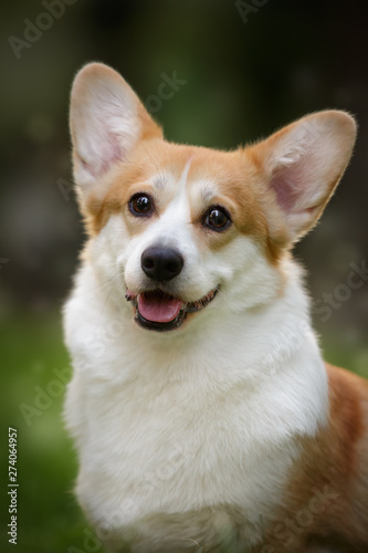 Welsh corgi dog smiling face outdoor in summer