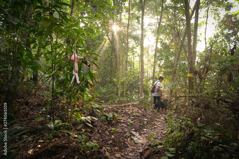 Man hiking with his dog in a tropical jungle Man hiking with his dog in a tropical jungle