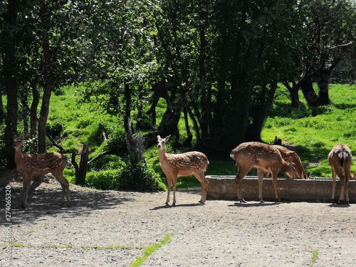 deer in the forest