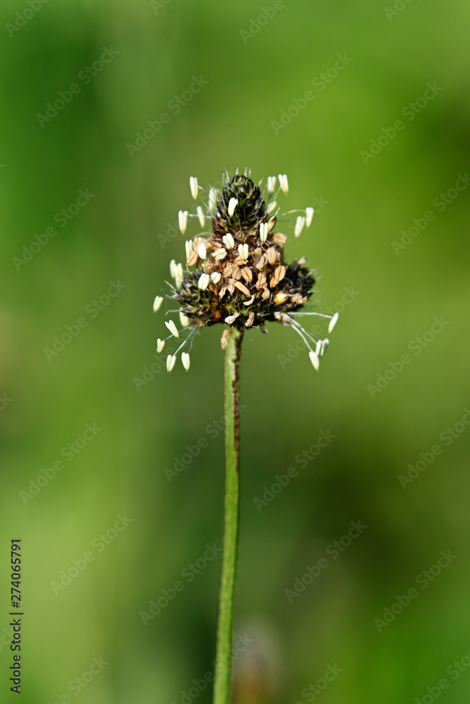 Pollen pistils on a plantain bud. Pollen pistils on a plantain bud.