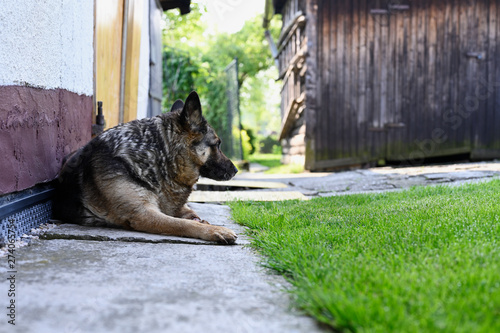 Alsatian adult lying on concrete.