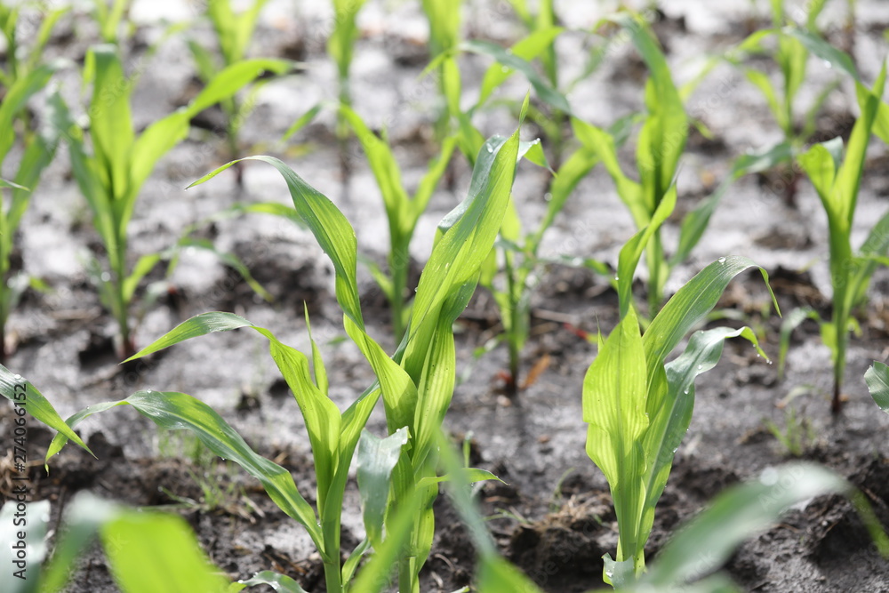 flooded crop fields are the results of a very rainy spring flooded crop fields are the results of a very rainy spring