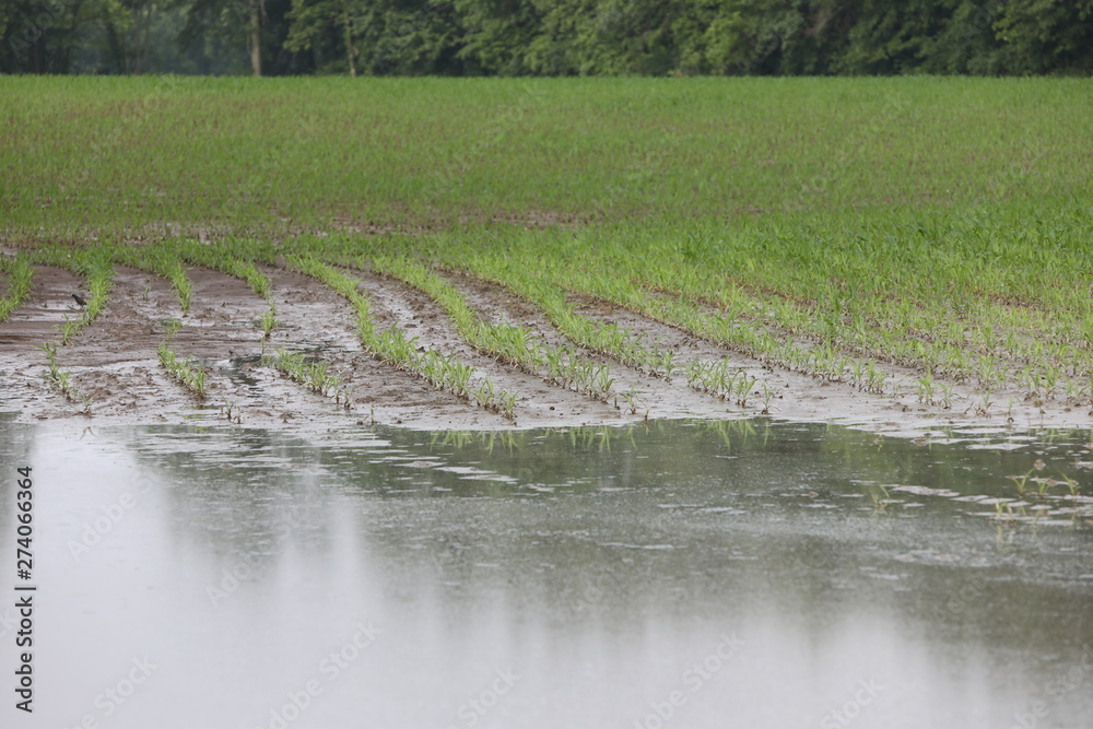 flooded crop fields are the results of a very rainy spring