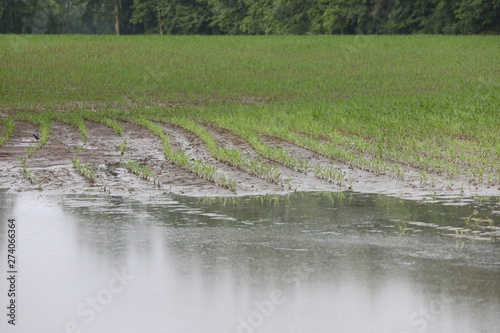 flooded crop fields are the results of a very rainy spring