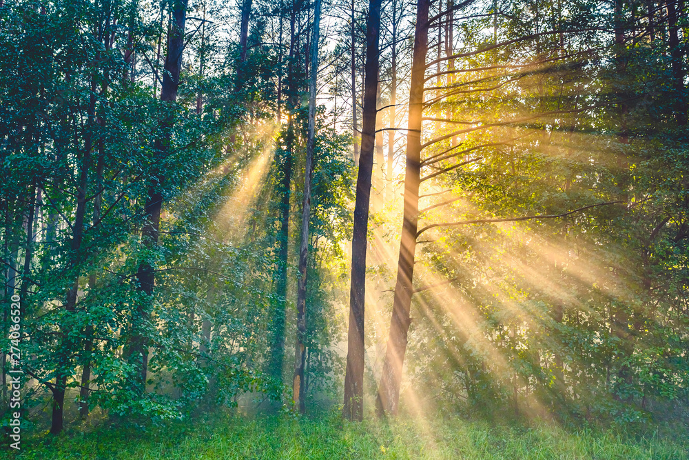 Naklejka premium Forest landscape with thick fog and light rays