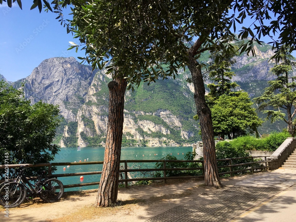 trees @ Lago di Garda