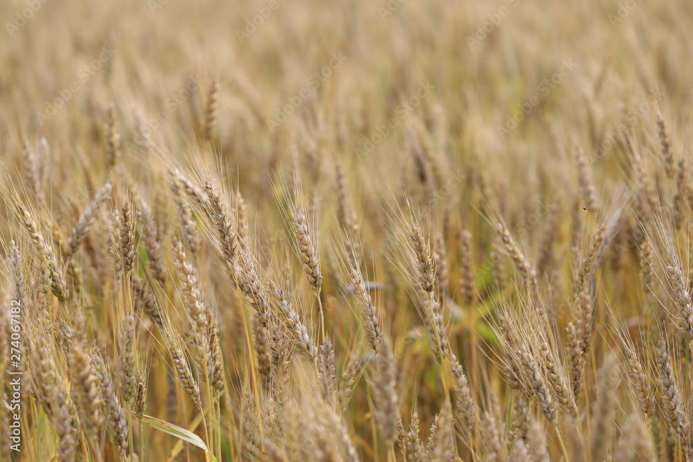 wheat field simple beauty wheat field simple beauty