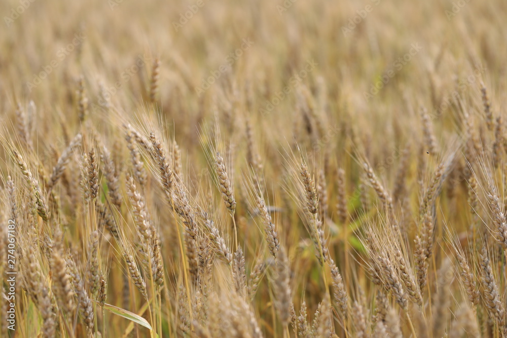 wheat field simple beauty