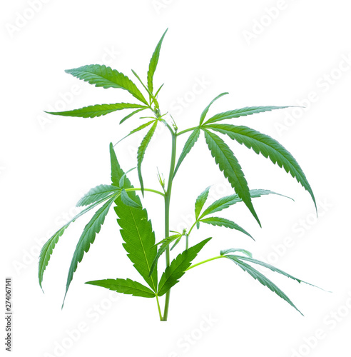 Marijuana isolated on white background