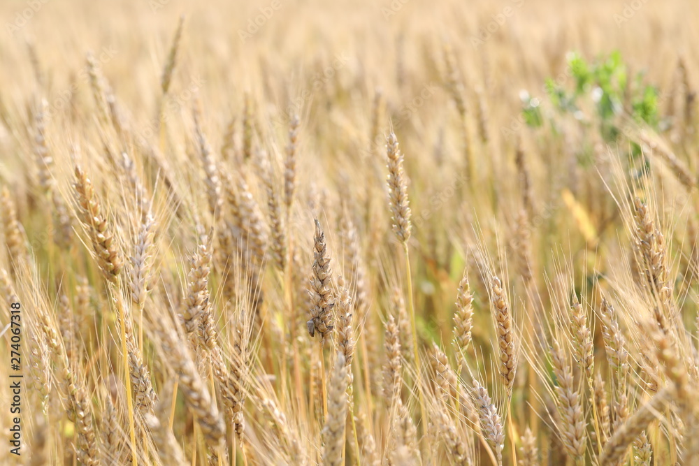 wheat field simple beauty