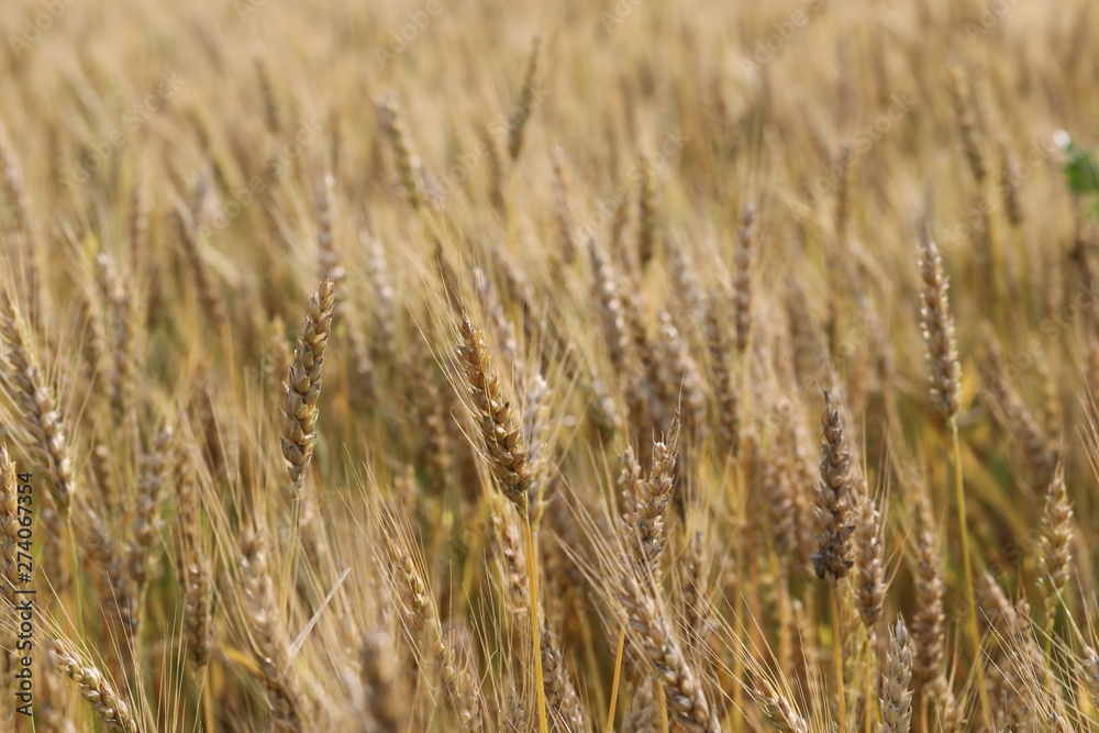 wheat field simple beauty wheat field simple beauty