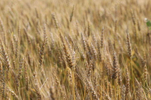 wheat field simple beauty © Ron Alvey