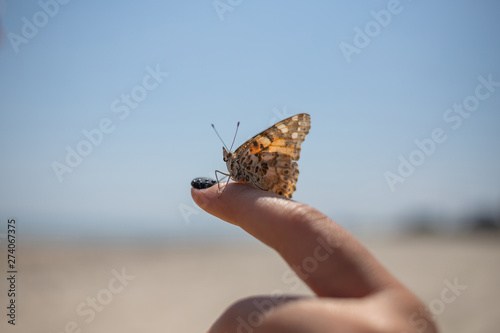 Canvas Print butterfly on hand