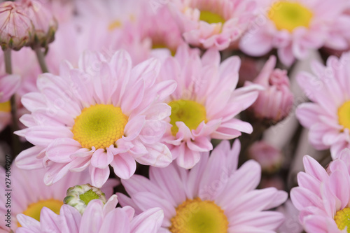 Colorful flowers chrysanthemum for background Abstract texture Soft and Blurred style.postcard.