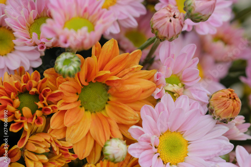 Colorful flowers chrysanthemum for background Abstract texture Soft and Blurred style.postcard.