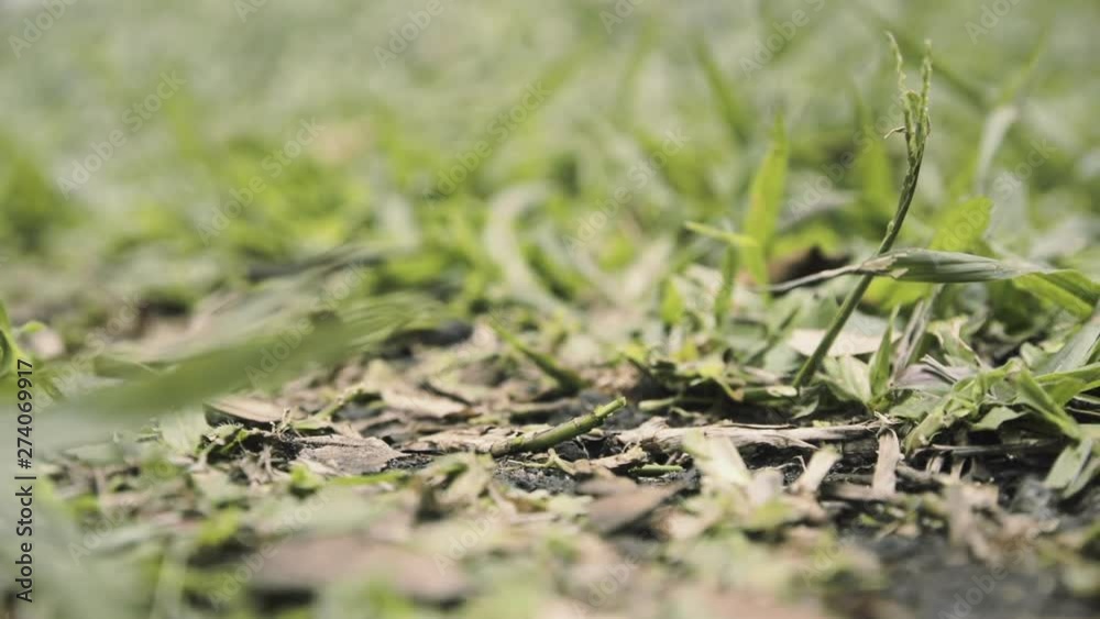An ant colony, a row of tiny busy insects carrying leaves and other materials to their nest. Low POV, macro detail shot. An ant colony, a row of tiny busy insects carrying leaves and other materials to their nest. Low POV, macro detail shot.