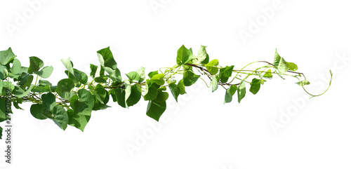 Wallpaper Mural ivy plant isolate on white background