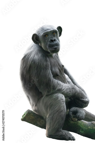 Photography Ghimpanzee isolated on white