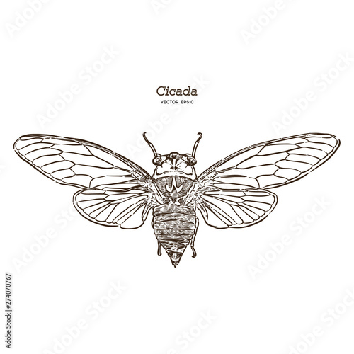 Cicada, hand draw sketch vector.