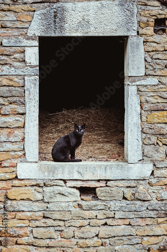 Chat noir assis sur une fenêtre devant du foin